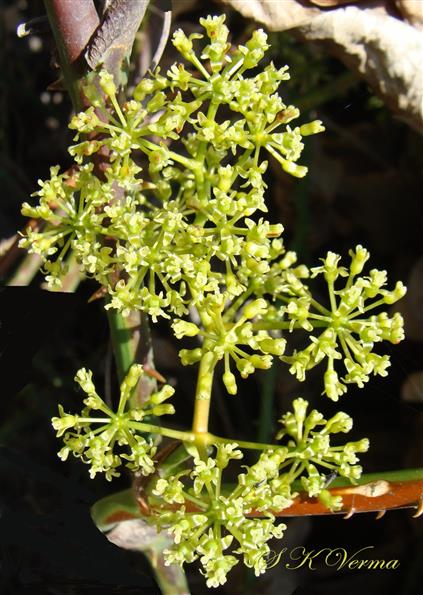  Female Inflorescence